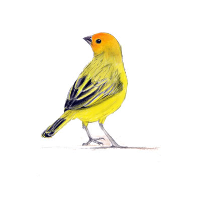Canario costeño, Canario coronado, Canario silvestre - Inventario de aves -  Inventario de aves / Universidad Parque - Universidad EAFIT