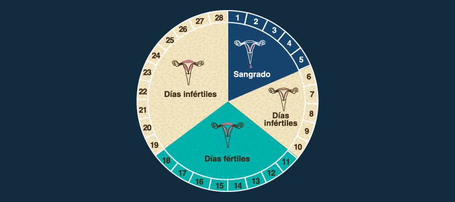 Ciclo menstrual y ovulación - Métodos de anticoncepción - Universidad EAFIT