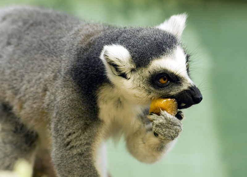 800px-Ring-Tailed_Lemur_eating.jpg