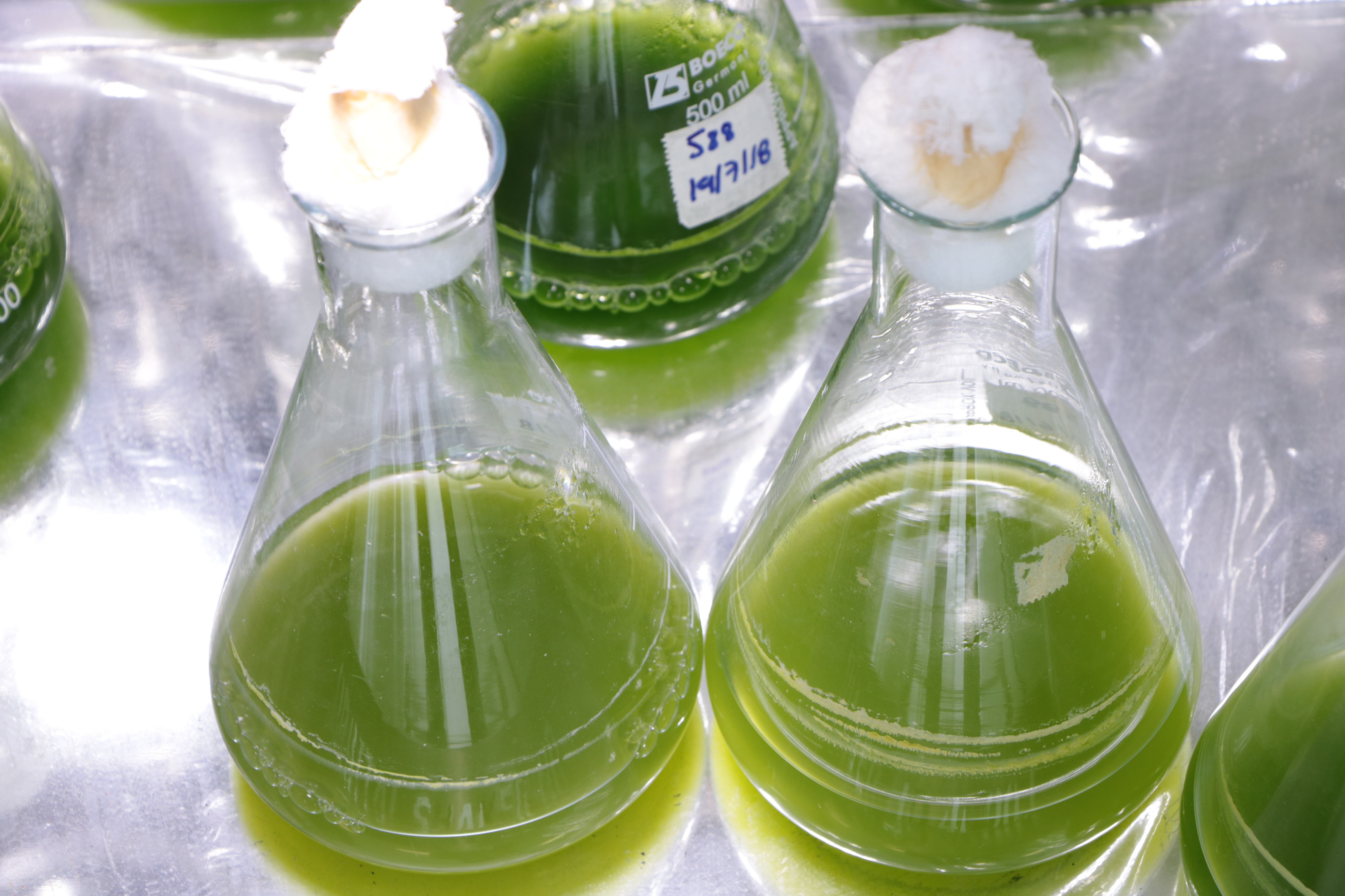 Imagen Árboles Líquidos